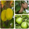 Mango, Guava, Chiku - Combo of 3 Fruit Plants with Grow Bag