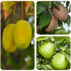 Mango, Guava, Chiku - Combo of 3 Fruit Plants with Grow Bag