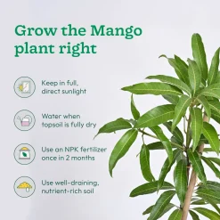 Mango, Guava, Chiku - Combo of 3 Fruit Plants with Grow Bag