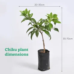 Mango, Guava, Chiku - Combo of 3 Fruit Plants with Grow Bag