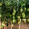 Mango Plant with Grow Bag