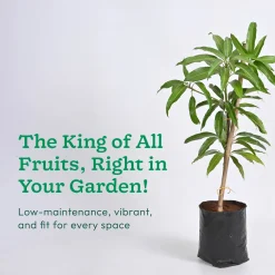 Mango Plant with Grow Bag