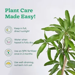 Mango Plant with Grow Bag