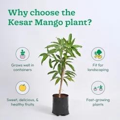 Mango Plant with Grow Bag