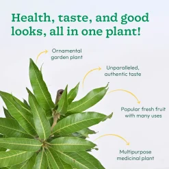 Mango Plant with Grow Bag