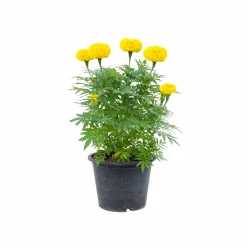 Marigold African Double Seeds