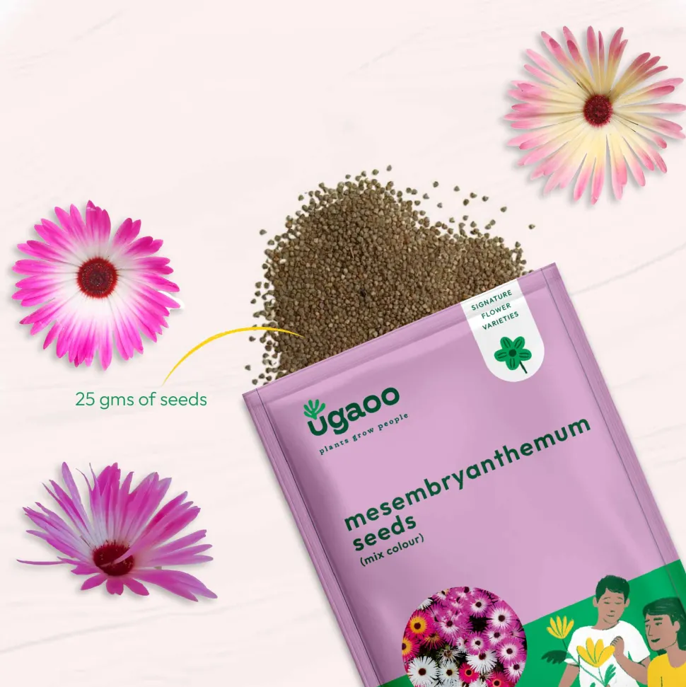 Mesembryanthemum Mix Seeds
