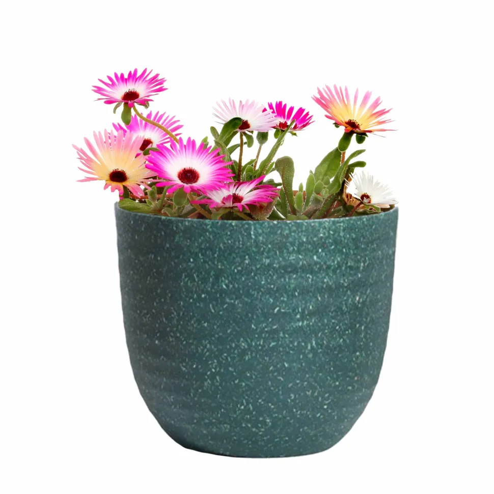Mesembryanthemum Mix Seeds