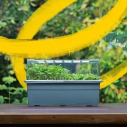 Microgreens Growing Tray