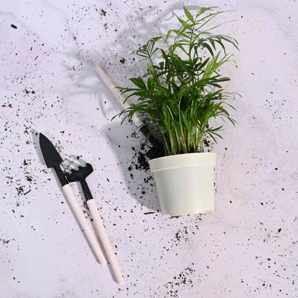Mini Garden Bonsai Set