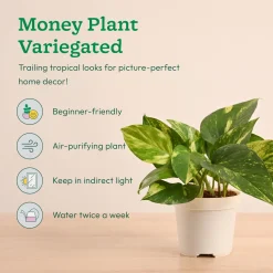 Mini Indoor Plant Set: Low Maintenance Desk & Office Collection (Set of 4, Air Purifying)