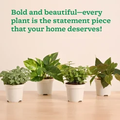 Mini Indoor Plant Set: Low Maintenance Desk & Office Collection (Set of 4, Air Purifying)