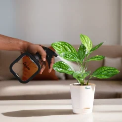 Mistio Sprayer for Plants