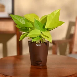Money Plant Golden