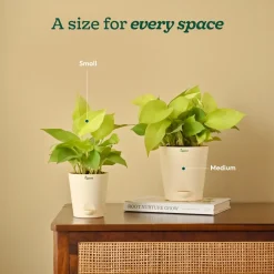 Money Plant Golden
