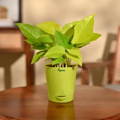 Money Plant Golden