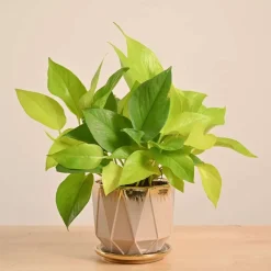 Money Plant Golden