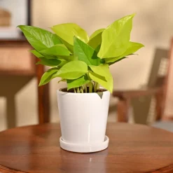 Money Plant Golden