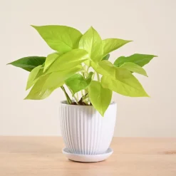 Money Plant Golden