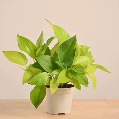 Money Plant Golden