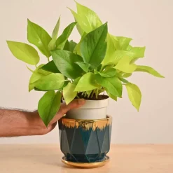 Money Plant Golden