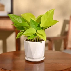 Money Plant Golden