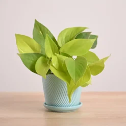 Money Plant Golden