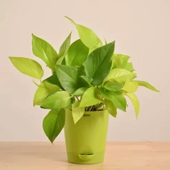 Money Plant Golden