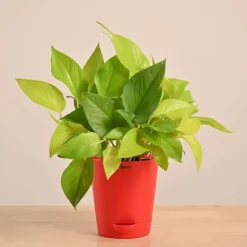 Money Plant Golden