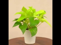 Money Plant Golden