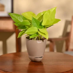 Money Plant Golden