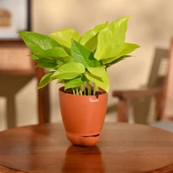 Money Plant Golden