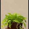 Money Plant Golden Plant - Set of 2
