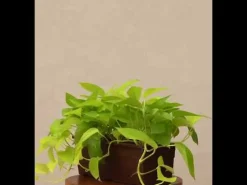 Money Plant Golden Plant - Set of 2
