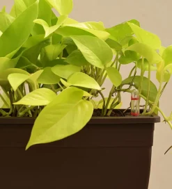 Money Plant Golden Plant - Set of 2