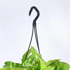 Money Plant Golden With Hanging Pot