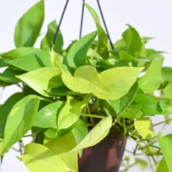 Money Plant Golden With Hanging Pot