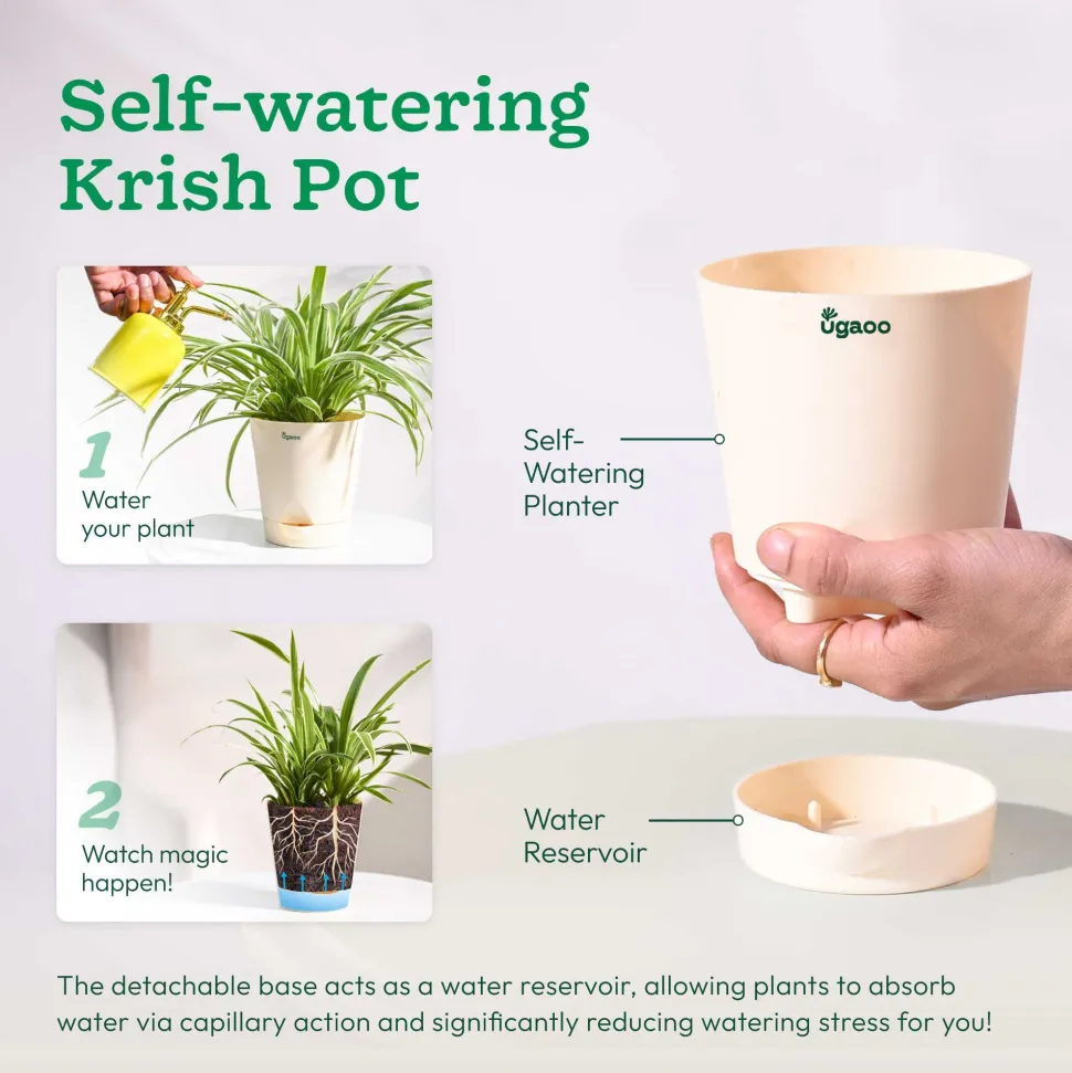 Money Plant Green
