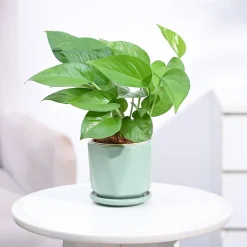 Money Plant Green