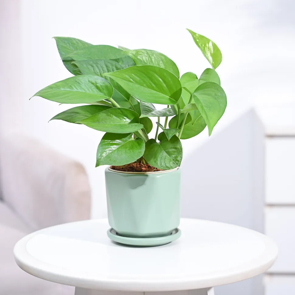 Money Plant Green