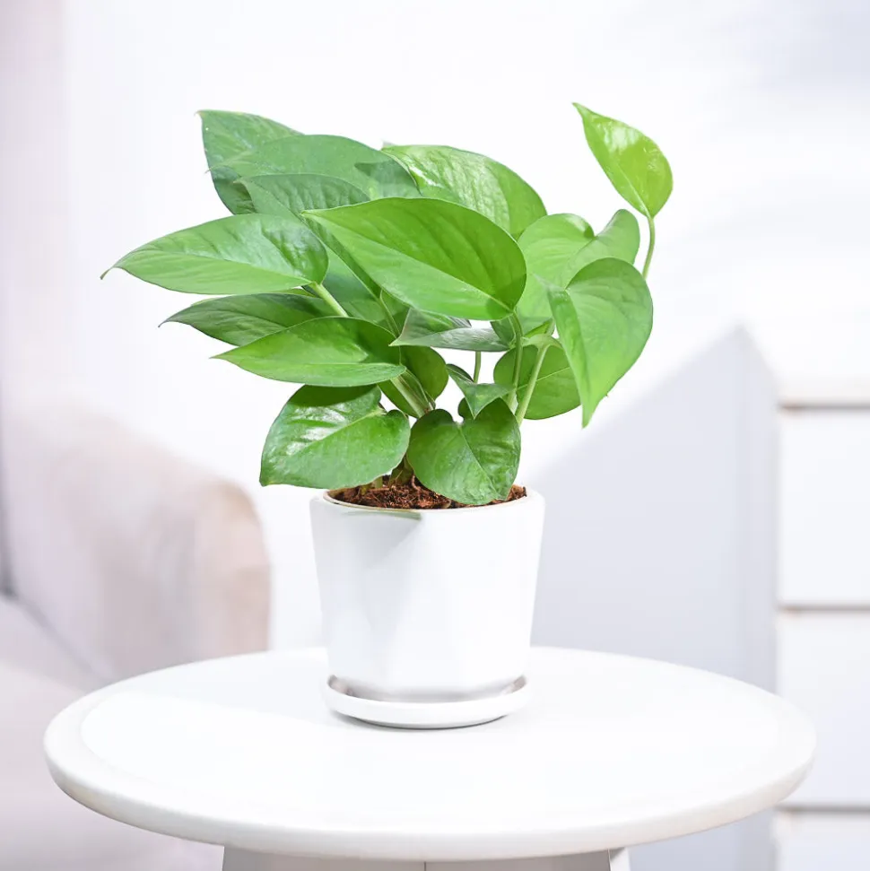 Money Plant Green