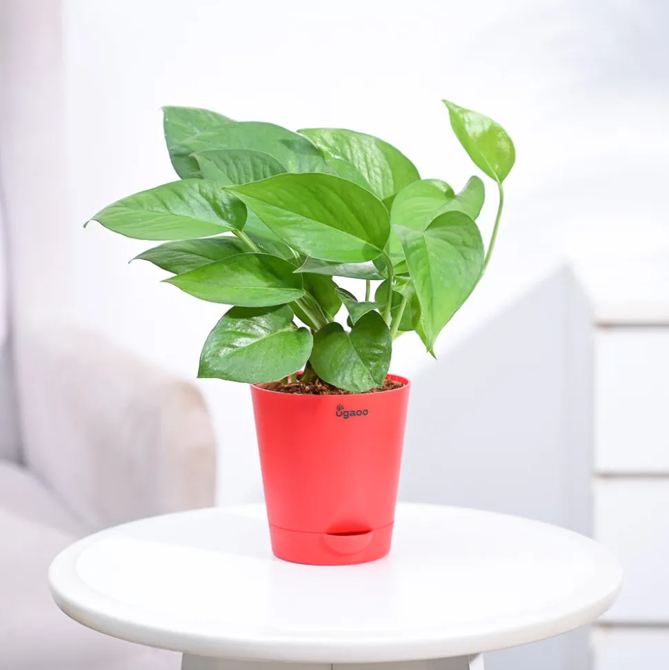 Money Plant Green