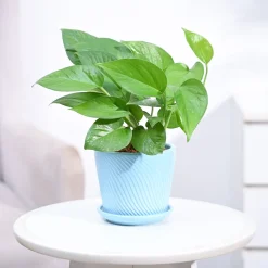 Money Plant Green