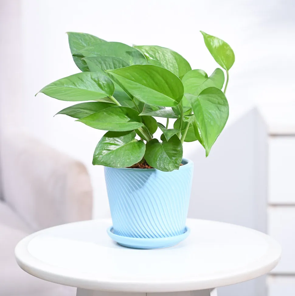Money Plant Green