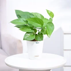 Money Plant Green