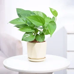 Money Plant Green
