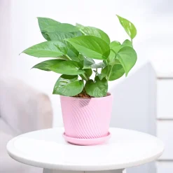 Money Plant Green