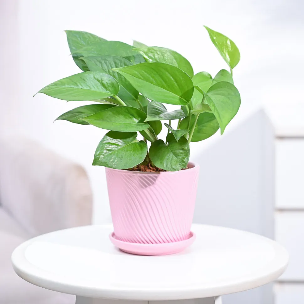 Money Plant Green