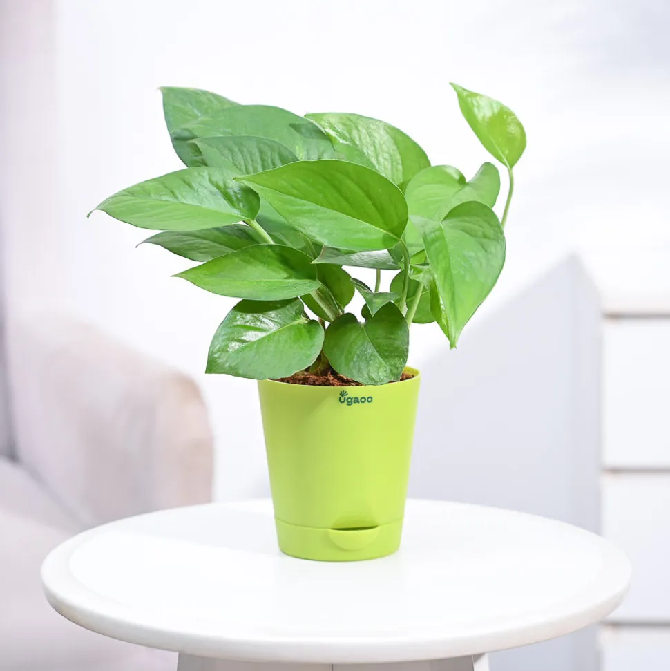 Money Plant Green