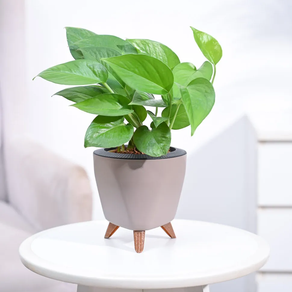 Money Plant Green